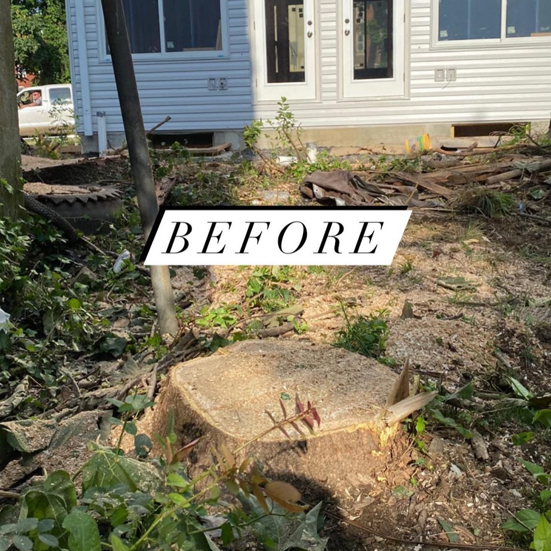 Before — overgrown tree and stump at a Philadelphia-area home