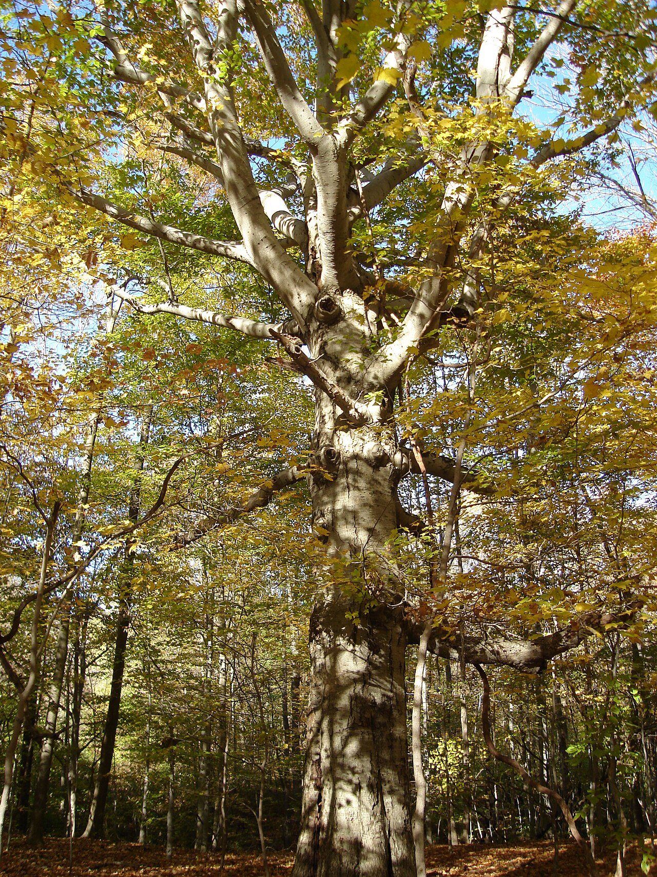 What american beech looks like — tree identification, Philadelphia area