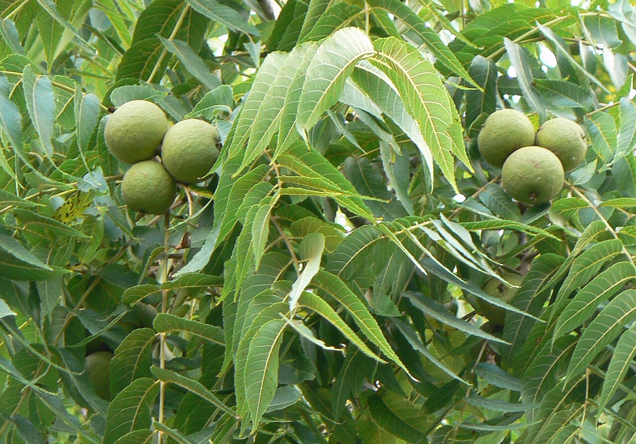 What black walnut looks like — tree identification, Philadelphia area