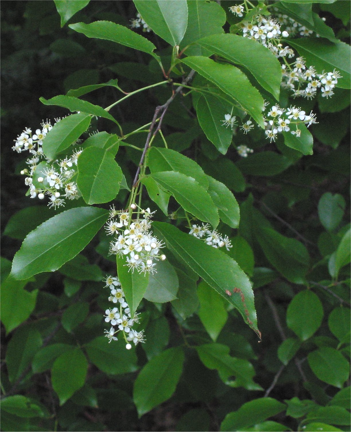 What cherry looks like — tree identification, Philadelphia area