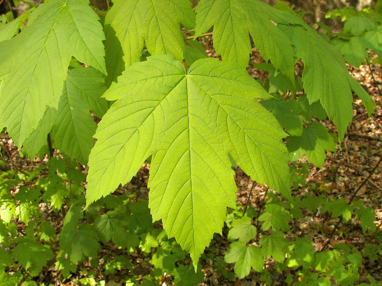What maple looks like — tree identification, Philadelphia area