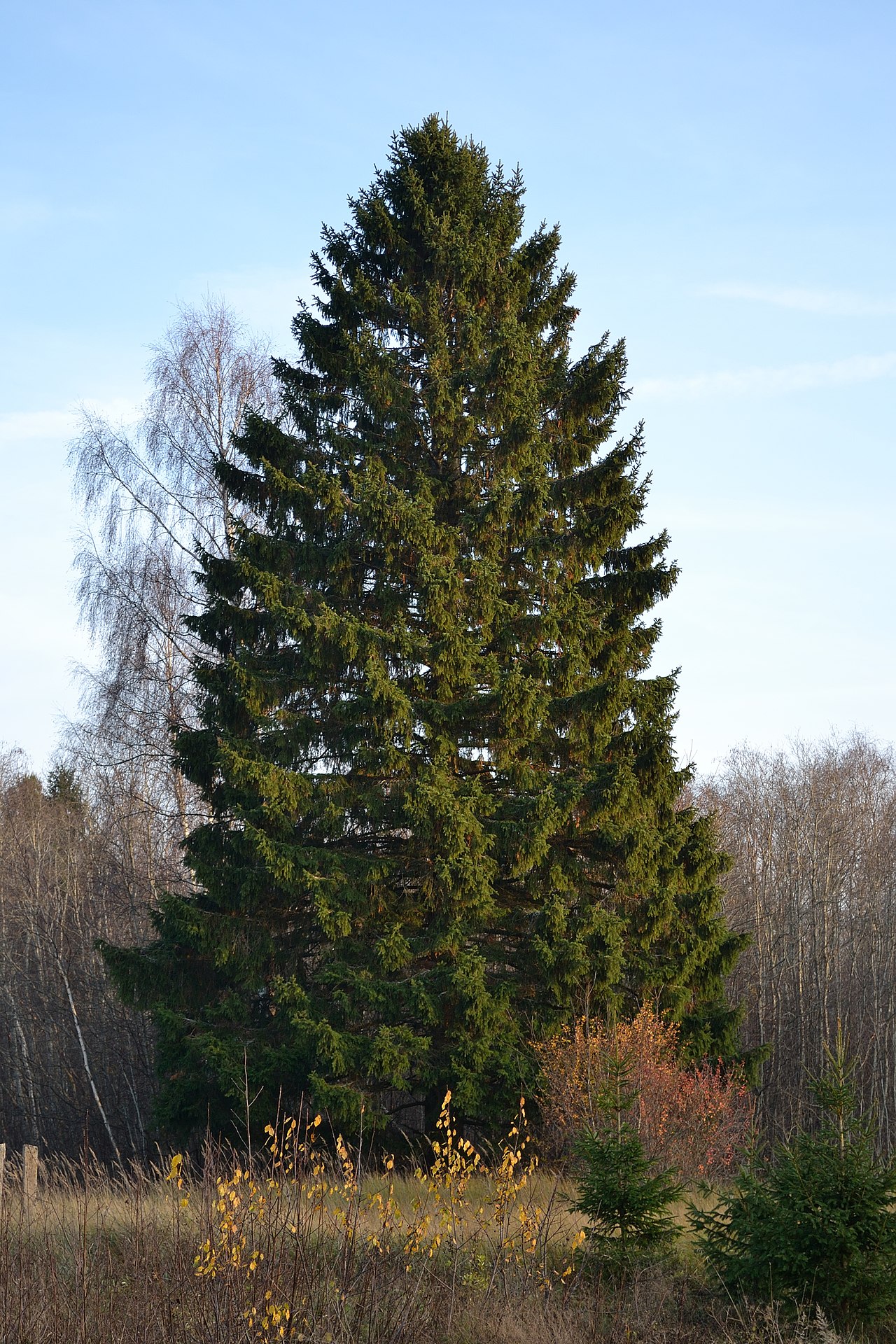 What norway spruce looks like — tree identification, Philadelphia area