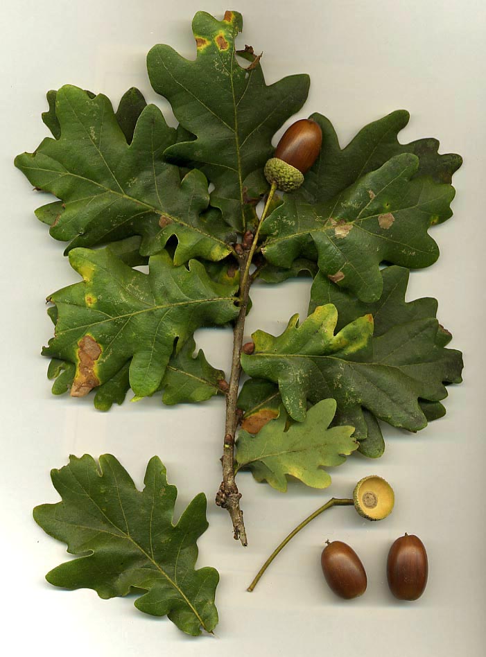 What oak looks like — tree identification, Philadelphia area
