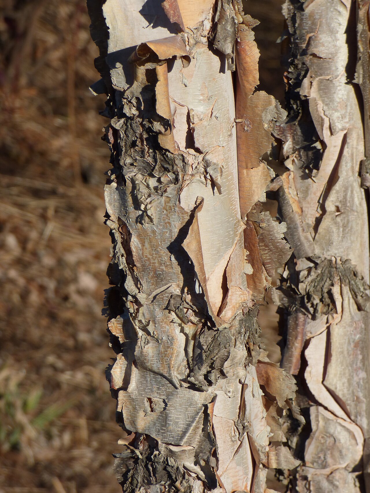 What river birch & birch looks like — tree identification, Philadelphia area