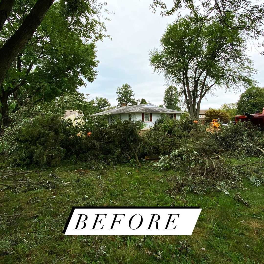 Before — storm-damaged trees on a property